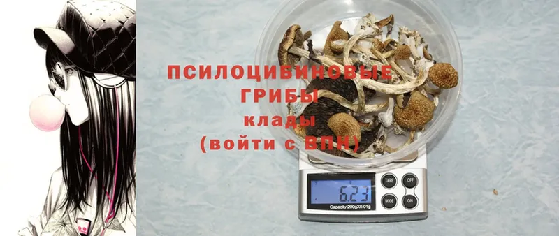 Псилоцибиновые грибы Psilocybe  сколько стоит  Шадринск 